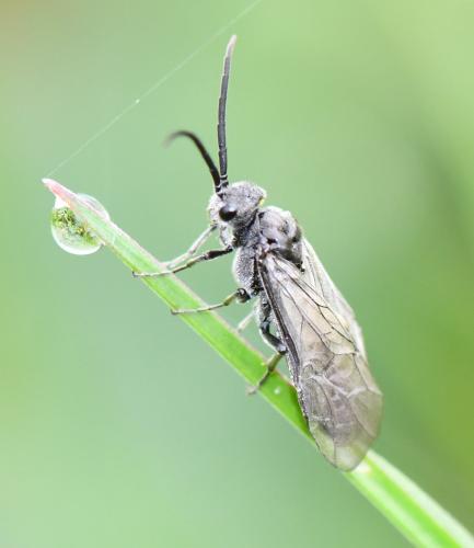 Dolerus sp.